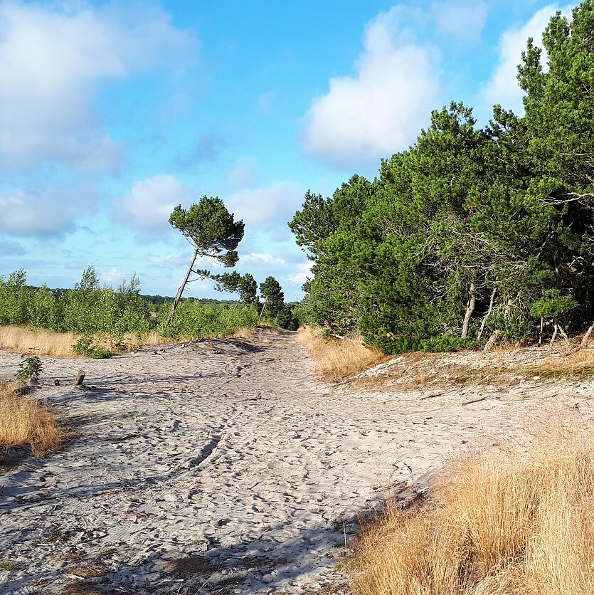 Vaida Pilibaitytė/LRT, Kalnapušės Kuršių Nerijos nacionaliniame parke