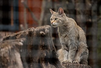 Lietuvos zoologijos sodas