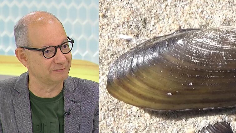 Nemėgsta, nes bijo susižeisti: supažindino su upėse ir ežeruose sutinkamomis geldutėmis