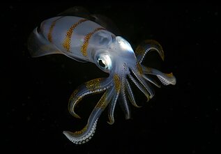 Kalmaras, asociatyvi nuotr.