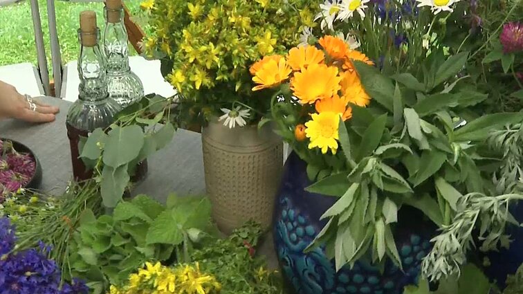 Sekmadienį Vilniaus pilių kupole kvies susipažinti su įvairiais žolynais