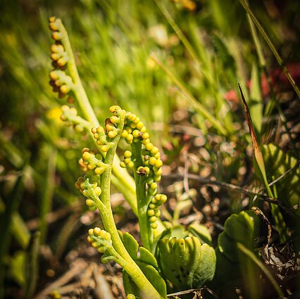 Kaip gamtininkai pajūryje paparčio ieškojo