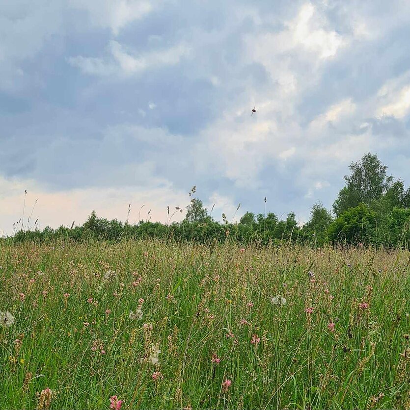 Giedrė Radzevičiūtė, Žolininkės Giedrės radzevičiūtės pieva
