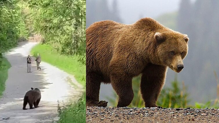 Turistų porą nustebino Tatrų kalnuose sutikta meška: sceną nufilmavo liudininkai