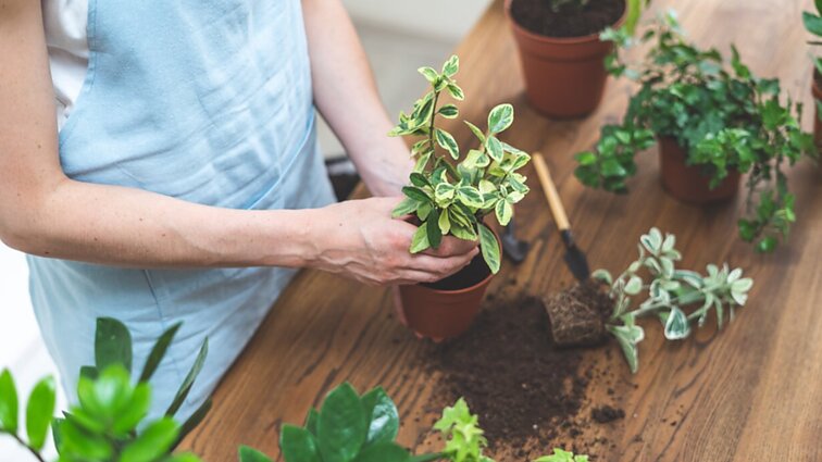 Aktualu kambarinių gėlių augintojams: ekspertė patarė, kaip vasarą jas apgyvendinti lauke