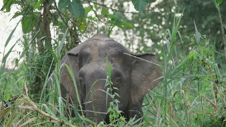 Borneo drambliai įtraukti į Raudonąją knygą: mokslininkai susirūpinę išlikimu