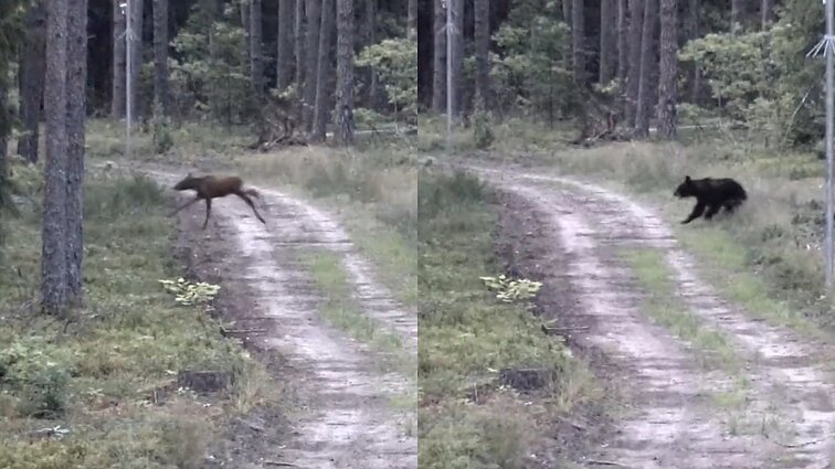 Meška iš Baltarusijos į Lietuvą atsivijo briedžio jauniklį