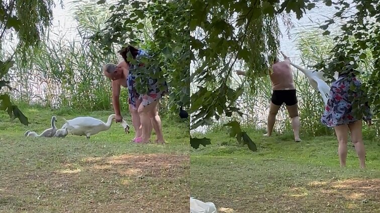Trakuose vyras griebė gulbę už kaklo ir metė į vandenį