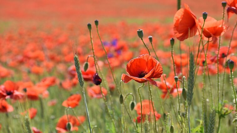 Vieni grožisi, kiti – nemėgsta: kuo išsiskiria piktžolės?