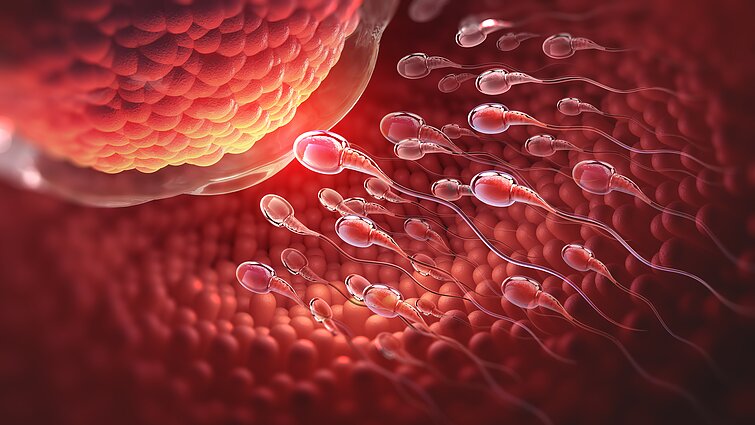 Spermatozoidai Spermatozoidai