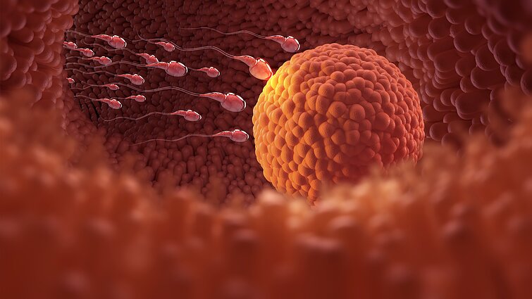 Spermatozoidai Spermatozoidai