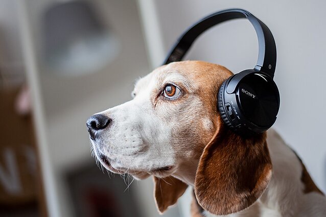 Muzikos poveikis smegenims: kaip skirtingos melodijos veikia mūsų protinę veiklą?