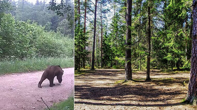 Lietuvoje daugės meškų, o susitikimų su jomis dažnėti gali jau dabar