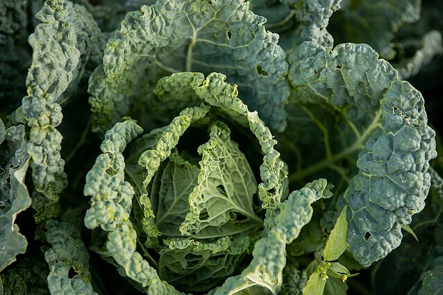 Kopūstas Kopūstas