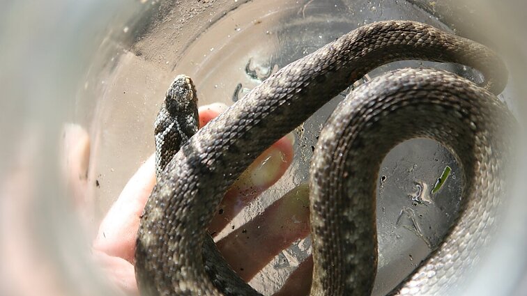 Gyventojai vis nukenčia nuo gyvačių: gydytojas pataria, ką tokiu atveju daryti, ir ko ne