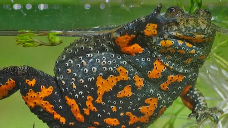 Pažintis su kūmutėmis: Lietuvoje sutinkamos varlės, kurias prilietus galima ir nusideginti