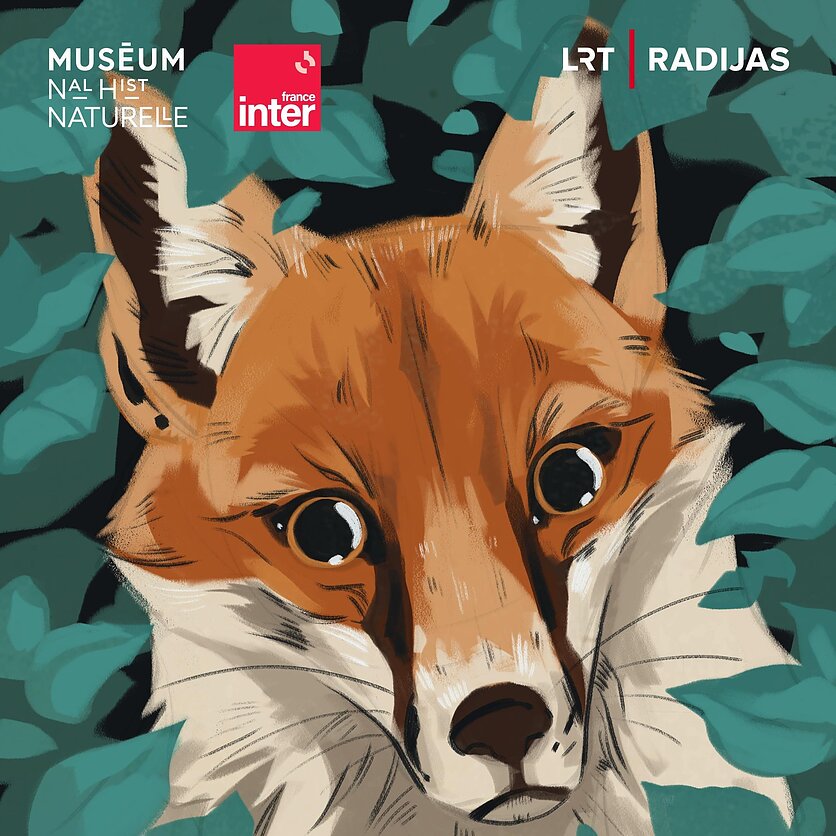 Raudonoji lapė: nepailstama medžiotoja