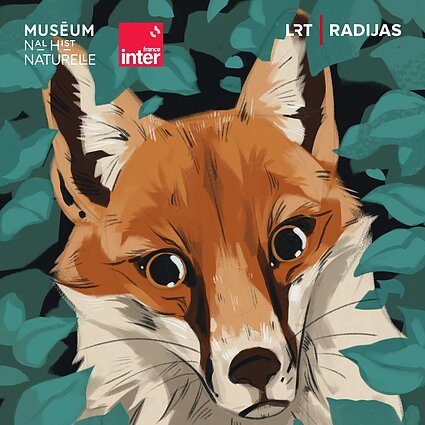 Raudonoji lapė: nepailstama medžiotoja