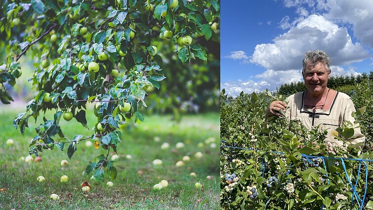 Agronomas Amšiejus paaiškino, ko šiukštu nedaryti, jei norite kokybiškų obuolių derliaus