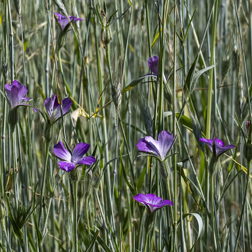 S.Paltanavičius, Raugės žydi rugiuose