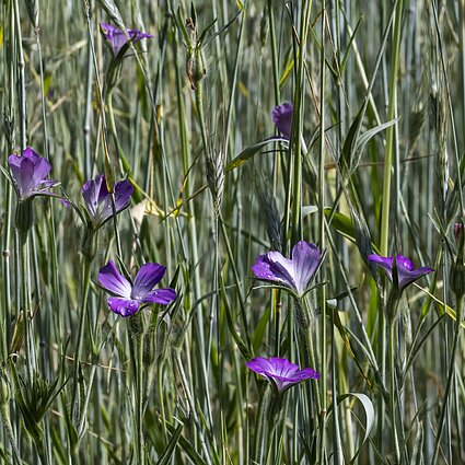 Raugės žydi rugiuose
