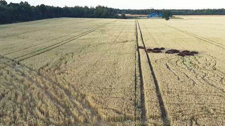 Stumbrams niokojant ūkininkų laukus, valdžia sprendimus žada tik po 4 metų