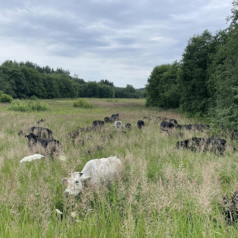 „Smėlyne“ nuotrauka, Ūkio „Smėlyne“ banda, ką tik įleista į ganyklą
