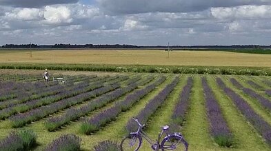 Giedrės Jankūnienės levandų laukai