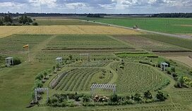 Giedrės Jankūnienės levandų laukai