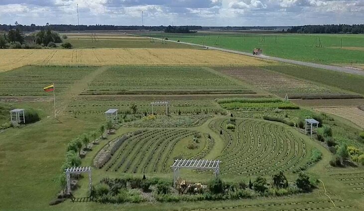 Giedrės Jankūnienės levandų laukai