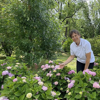 Dendrologė pataria, ko griebtis, kad hortenzijos žydėtų gausiai ir iki pat šalnų