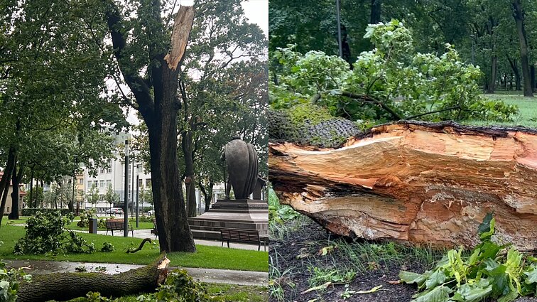 Ramybės parke – jokios ramybės: prie Jogailaičio paminklo lūžo ir virto didžiulė šaka