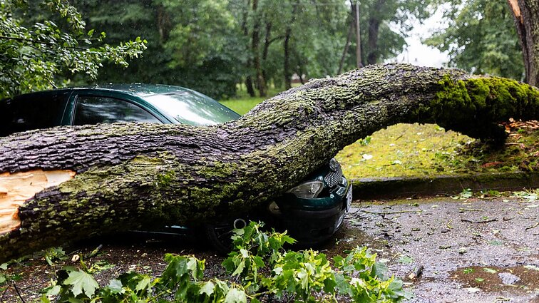 Iš žemės raunami medžiai – pirmas gūsingų vėjų taikinys: kaip numatyti, kuris medis lūš?