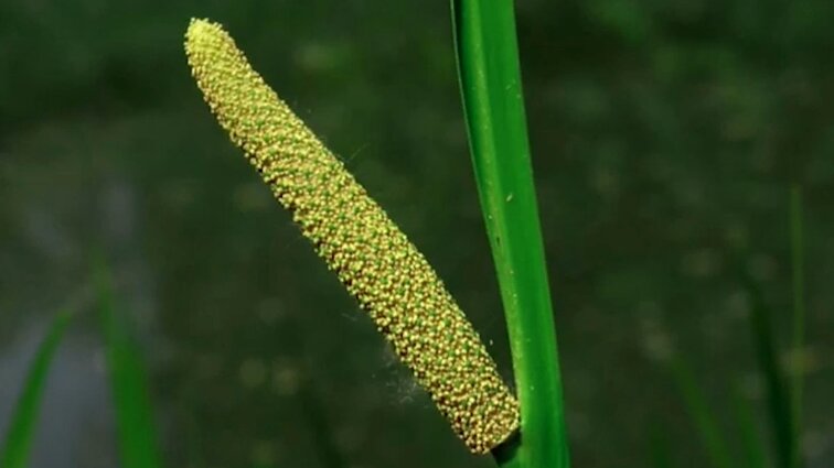 Ne visada Lietuvoje augę ajerai: išraiškingo kvapo augalas, žinomas nuo seniausių laikų