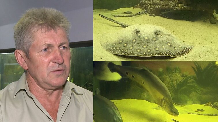 Vaikystėje susižavėjęs akvariumais Alvydas „draugauja“ net su rajomis: žuvys tave išklauso