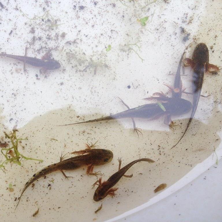 Pavilnių ir Verkių regioninių parkų direkcija, Skiauterėtasis tritonas