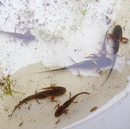 Skiauterėtasis tritonas