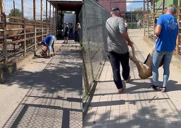 Klaipėdos zoologijos sode žuvo jauniklis