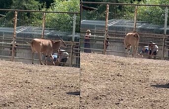 Klaipėdos zoologijos sode žuvo jauniklis