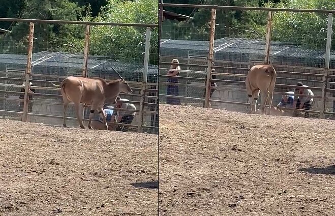 Klaipėdos zoologijos sode žuvo jauniklis