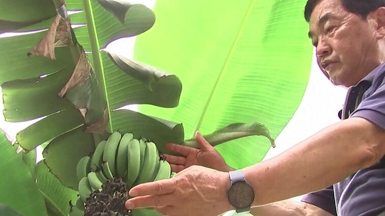 Klimato kaita – naujos agronomijos era: Pietų Korėjos sostinėje išaugo pirmi bananai