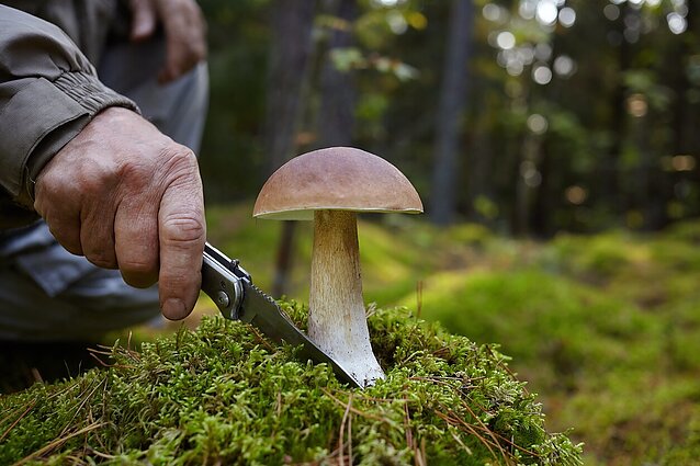 Pasitaiko ir patyrusiems grybautojams: toksikologė pataria, kaip išvengti apsinuodijimų