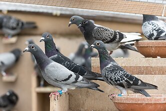 Miesto balandžiai arba miesto karveliai (Columba livia domestica)