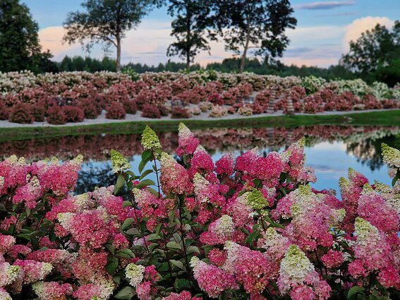 Panevėžio rajone įkurtas Hortenzijų parkas