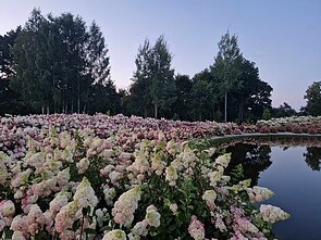 Panevėžio rajone įkurtas Hortenzijų parkas