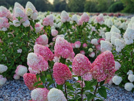 Panevėžio rajone įkurtas Hortenzijų parkas