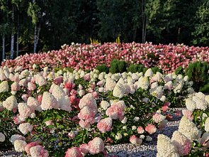 Panevėžio rajone įkurtas Hortenzijų parkas