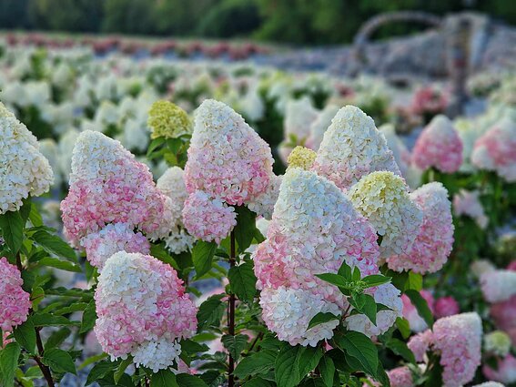 Panevėžio rajone įkurtas Hortenzijų parkas