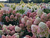 Panevėžio rajone įkurtas Hortenzijų parkas