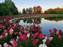 Panevėžio rajone įkurtas Hortenzijų parkas